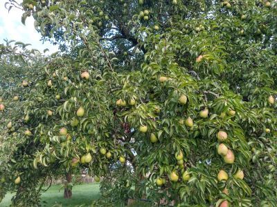Birnbaum mit reifen Früchten
